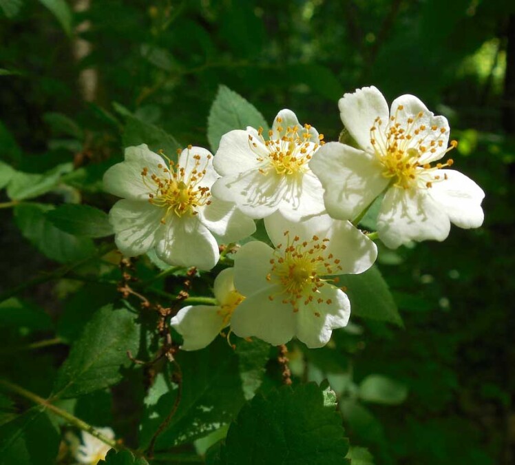 رز خوشه ای